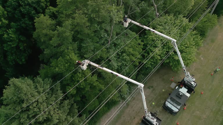 How Our Tree Care Process Works  in  Baldwinville, MA